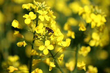 rape blossoms, bees collect honey