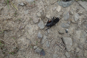 Dead crickets