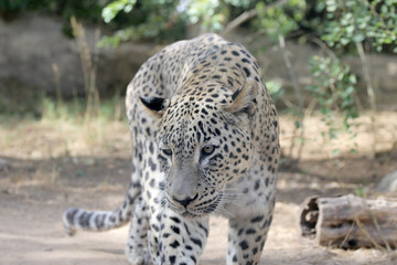 Israeli leopard, animal outdoors, leopards bred