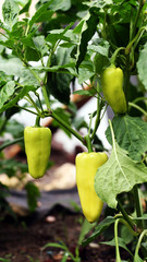 Sweet Peppers isolated