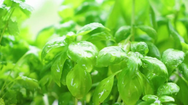 Herbal garden with fresh basil herb and sprinking water