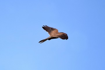 Turmfalke im Flug vor blauem Himmel (Draufsicht)