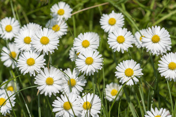 Small daisies in the grass