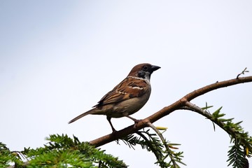Ein Sperling sitzt auf einem Ast der Hemlocktanne