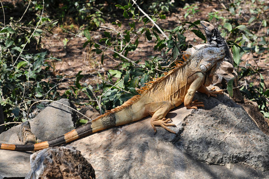 Iguana full body with striped long tail on rock in jungle of Mexico