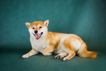 Shiba Inu on a green background with sticking out tongue