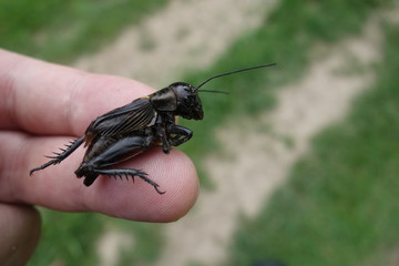 Dead crickets