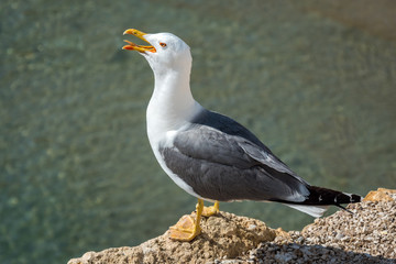 Gaviota enfadada