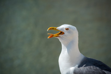 Gaviota enfadada detalle