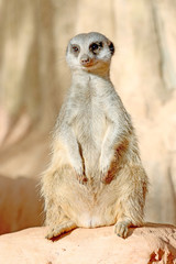 jerboa sitting on a stone and looks aside