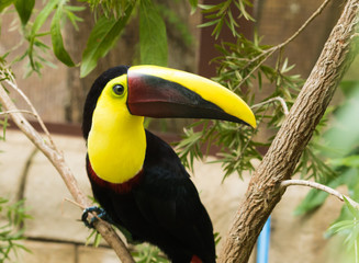 Toucan