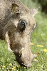 Common Warthog, Addo Elephant National Park