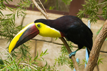 Toucan
