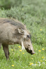 Common Warthog, Addo Elephant National Park