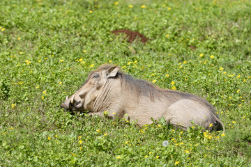 Common Warthog, Addo Elephant National Park