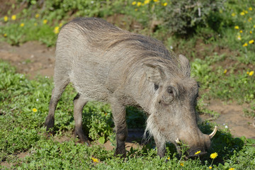 Common Warthog, Addo Elephant National Park