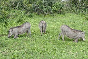 Common Warthog, Addo Elephant National Park