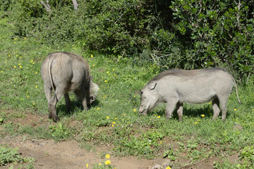 Fototapeta na wymiar Common Warthog, Addo Elephant National Park