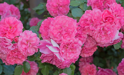 Beautiful flower of rose