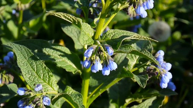 Medical herb Common Comfrey. Symphytum officinale flower on wild meadow. Footage shooting of static camera.