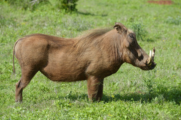 Common Warthog, Addo Elephant National Park