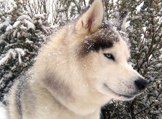 siberian husky