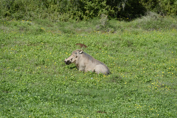 Common Warthog, Addo Elephant National Park