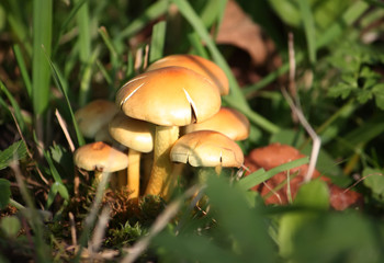 Mushrooms in a grass