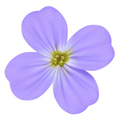 Viola odorata, Sweet Violet, English Violet, Common Violet, or Garden Violet Vector blooming blue flower isolated
