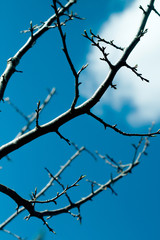 Fototapeta na wymiar Low-angle view of pear tree branches against blue sky