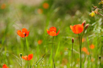 Naklejka premium poppy flowers