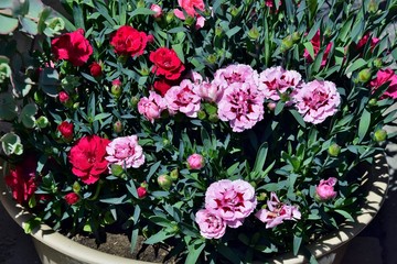 Rote, rosa und hellrosa Nelken in einem Blumentopf