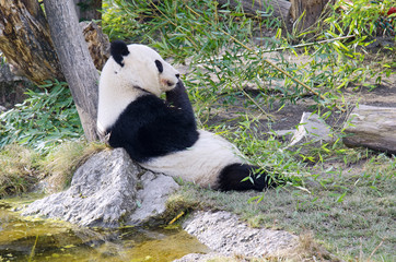 Naklejka na ściany i meble Giant panda bear eating bamboo