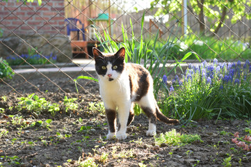 Дворовой пятнистый кот, ранней весной.