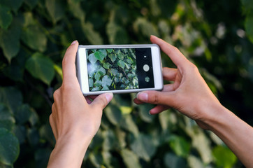 Female hands hold a smartphone for photography on a background of dense thickets of bush. Taking the texture of nature for memory while traveling. Taking a picture with a smart phone concept