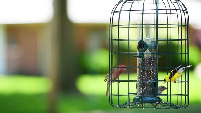 Finches on bird feeder