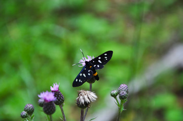 Schmetterling auf Blume