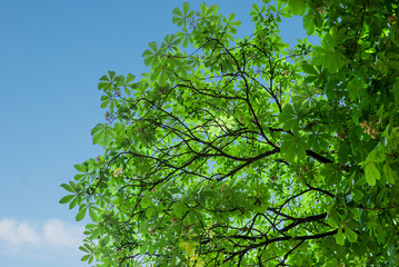 Crown of a green chestnut