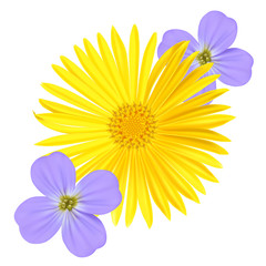 Forget-me-not Light Blue Viola Flower and yellow daisy Isolated on White Background.