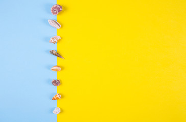 Sea shells on colored backgrounds with negative space, top view