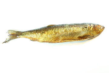 Isolated close up portrait of a mackerel