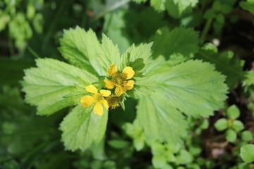 Gravel of Aleppo, or straight (Geum aleppicum) - a herbaceous perennial plant is called a clove root