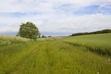 scenic country walking