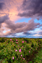 Bulgarian rose field near Karlovo