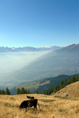 Fototapeta na wymiar Alpeggio alta quota