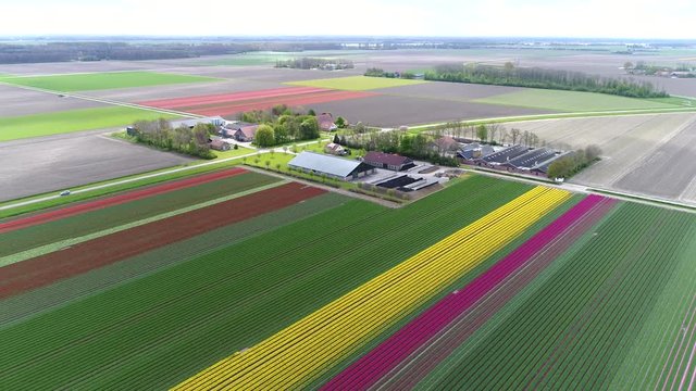 Aerial bird view above Dutch polder landscape showing colorful red green yellow and pink tulip fields and in background the flower farm landscape consists of typical straight colored lines and squares
