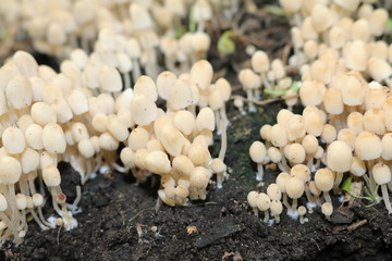 Colony of small non-edible mushrooms in the grass