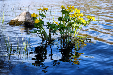 beautiful flowers in the sunlight,the background