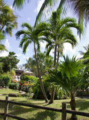 Fototapeta na wymiar Palmier, Guadeloupe