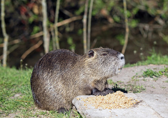 A coypu, Nutria  feeding on corn on lawn